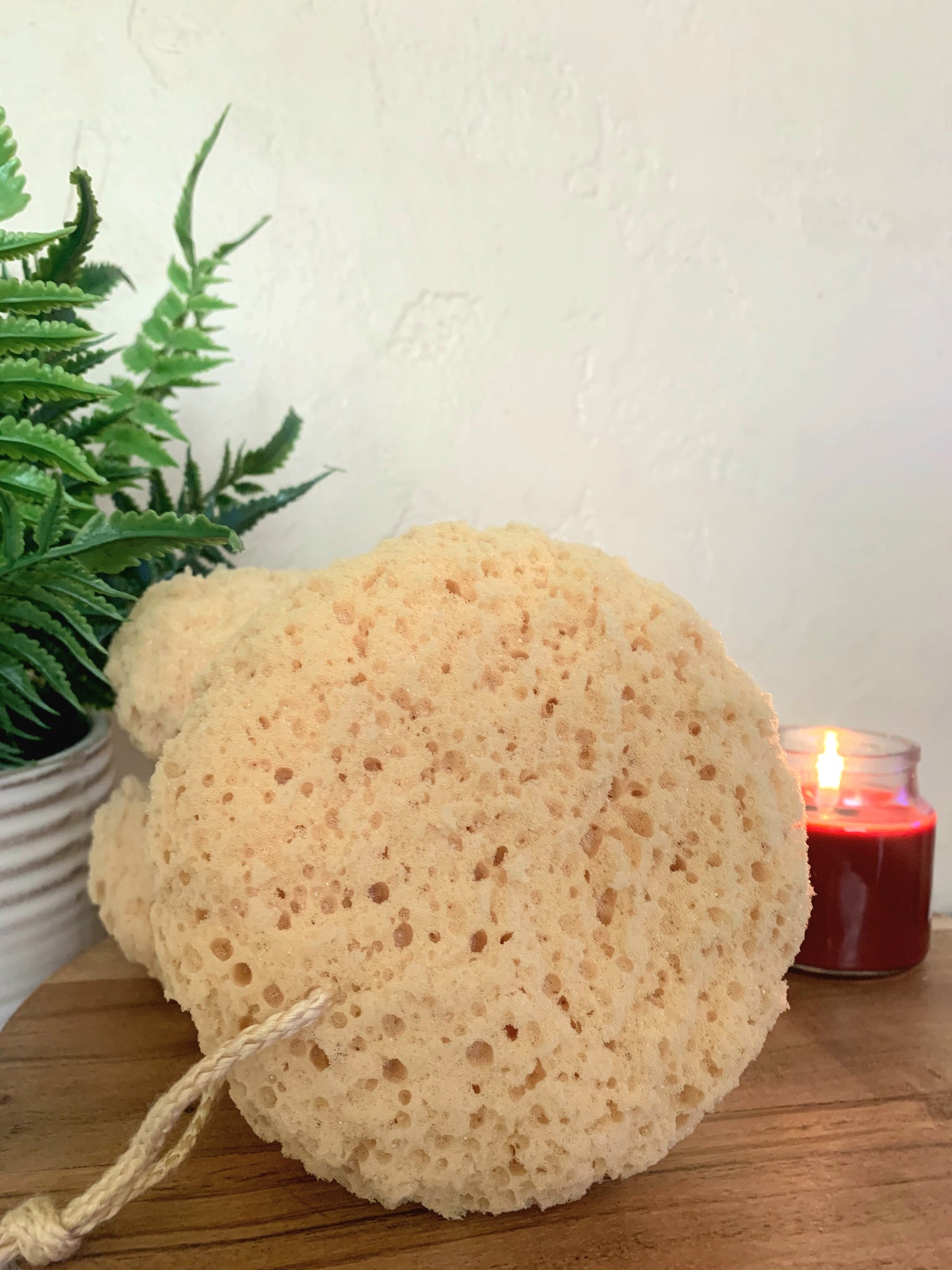 Sea Sponge – Fitz & Bennett Home